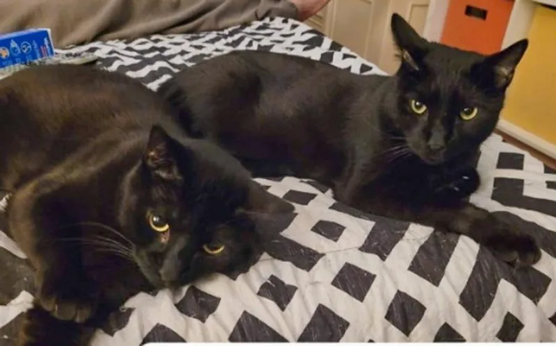 An adult medium-sized male Black Domestic Short Hair cat named Jax & Jett for adoption in Elmwood Park, NJ