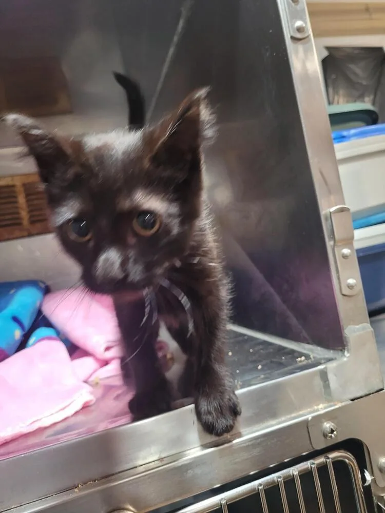 A baby small-sized male Black Domestic Short Hair cat named Preston for adoption in Linton, IN
