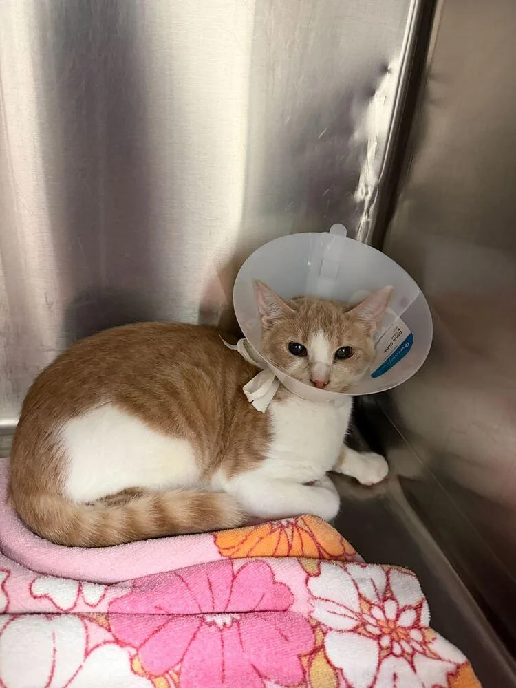 A baby medium-sized male Domestic Short Hair cat named Theodore for adoption in Marietta, GA