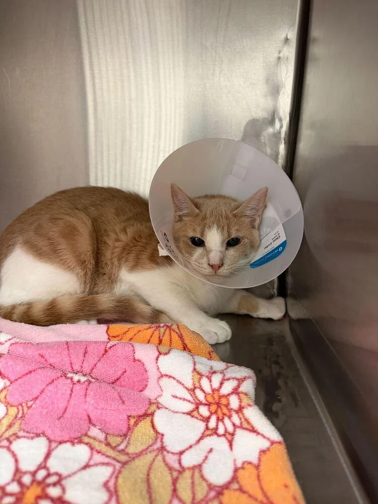 Theodore thumbnail 2