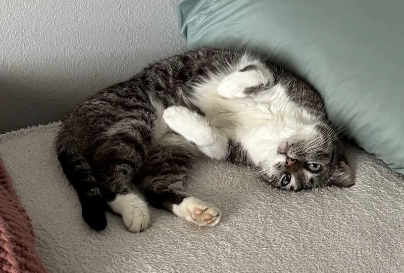 A young medium-sized female Gray & White Tabby cat named Frankie for adoption in Gulfport, MS