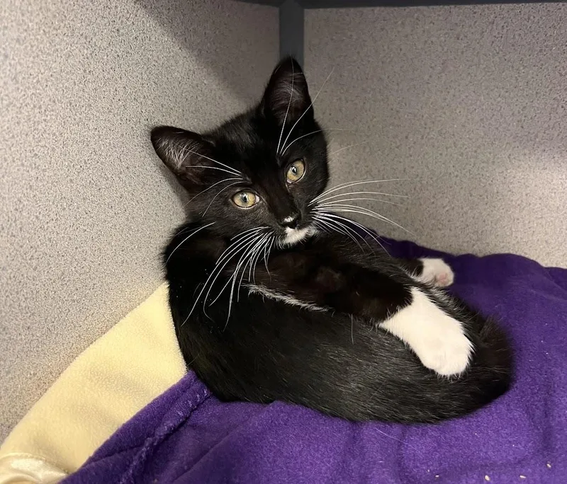 A baby small-sized female Black & White / Tuxedo Tuxedo cat named Julianne for adoption in New Rochelle, NY