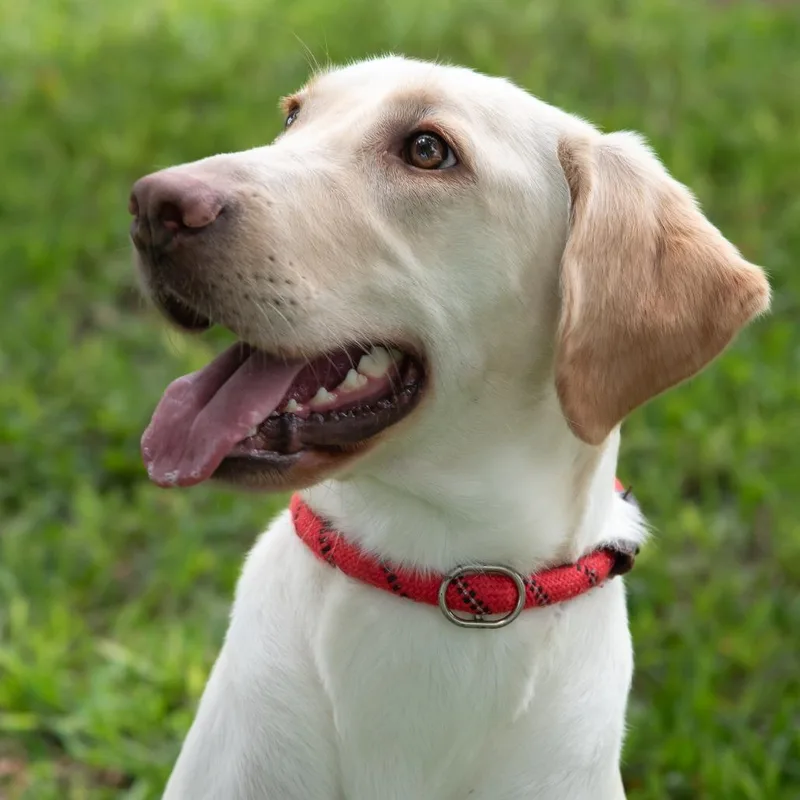 A young medium-sized female Yellow Labrador Retriever dog named Tita for adoption in Miami, FL