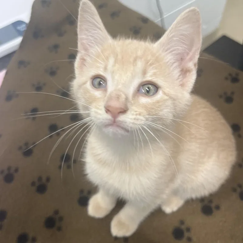 A baby small-sized male Buff / Tan / Fawn American Shorthair cat named Panko for adoption in Marshall, VA