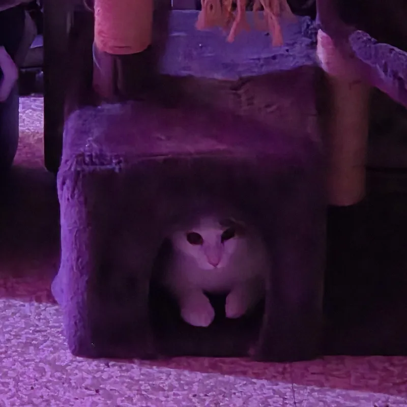 Gemma thumbnail 4