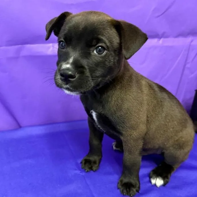 A baby medium-sized male Brown / Chocolate Labrador Retriever dog named Barley for adoption in North Myrtle Beach, SC