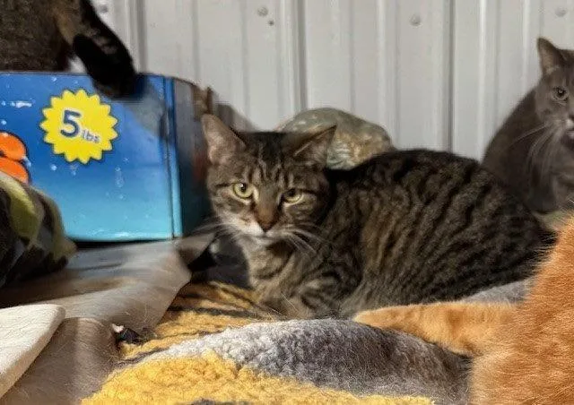 An adult small-sized female Tabby cat named Maryland for adoption in Apollo, PA