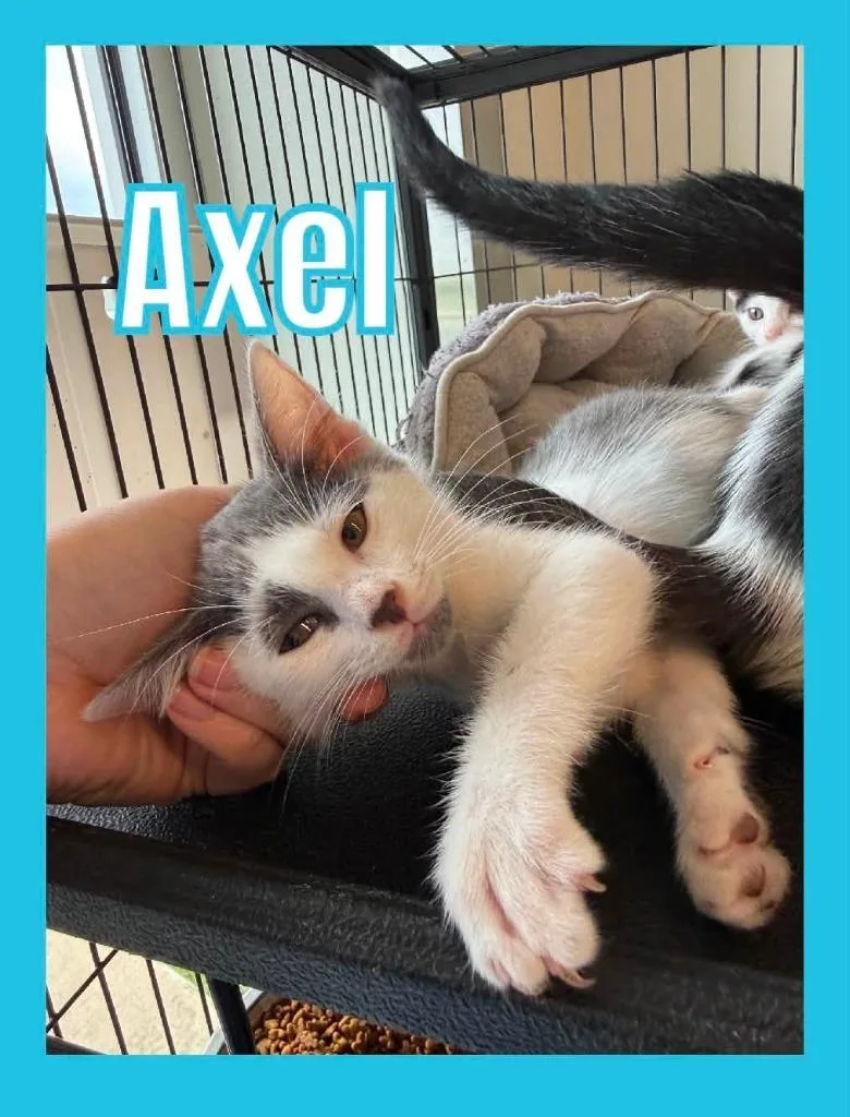 A baby small-sized male Domestic Short Hair cat named Axel for adoption in Bossier City, LA