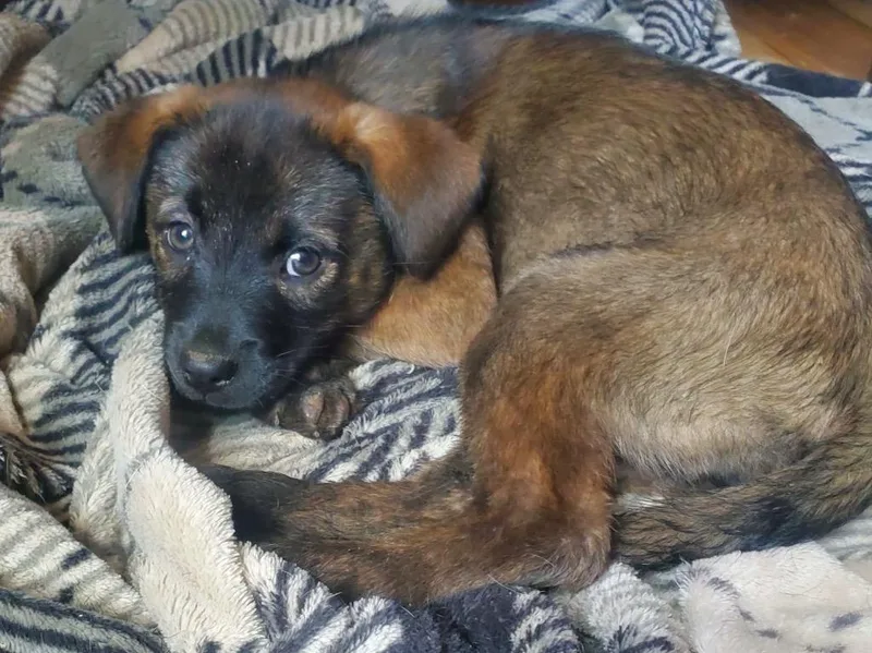 A baby small-sized female Pomeranian dog named Kung Foo Panda for adoption in Gorham, ME