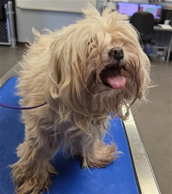 A senior small-sized male Maltese dog named Baklava for adoption in Phoenix, AZ