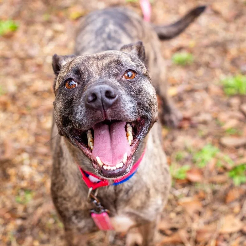 Jack Jack thumbnail 2