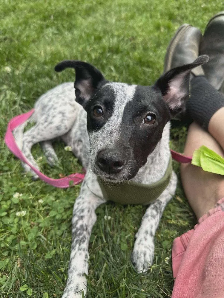 A young medium-sized female Terrier dog named Numa for adoption in Candler, NC