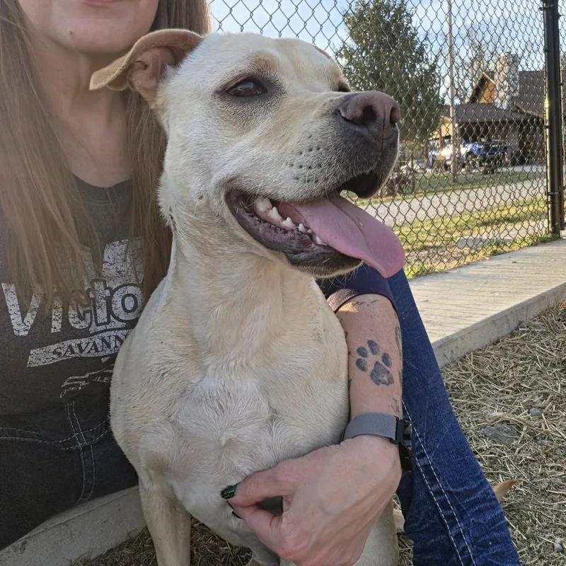An adult medium-sized female Yellow / Tan / Blond / Fawn Yellow Labrador Retriever dog named Reba Rose Sunshine for adoption in Olathe, KS