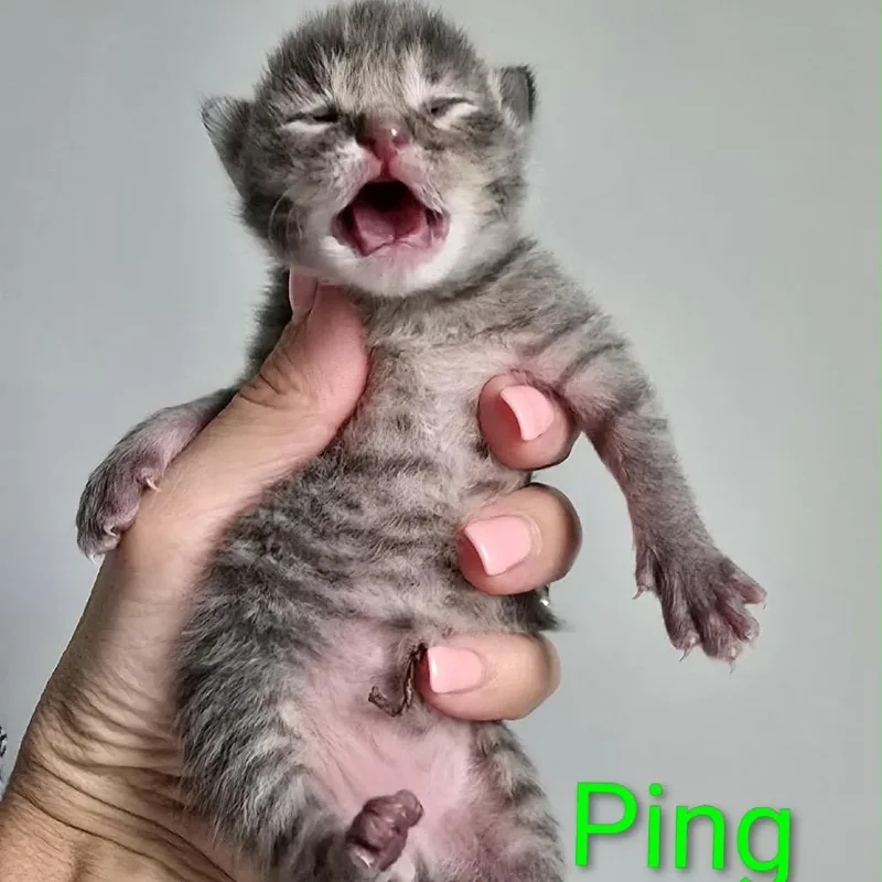 A baby small-sized male Gray / Blue / Silver Domestic Short Hair cat named Ping for adoption in Spring Hill, KS