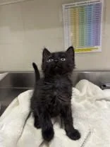 A young medium-sized male Black Domestic Medium Hair cat named Brick Tamland for adoption in Manitowoc, WI