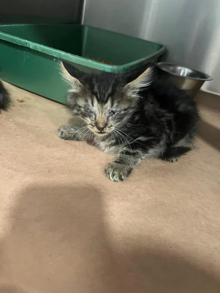 A baby small-sized female Domestic Short Hair cat named Cheese for adoption in Cartersville , GA