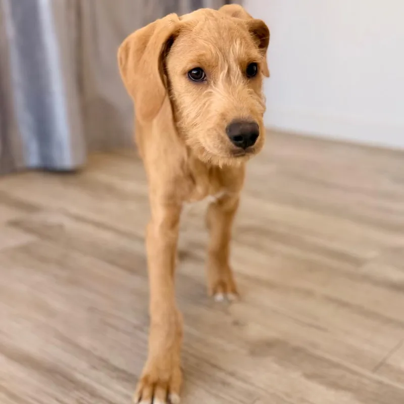 A baby small-sized male Yellow / Tan / Blond / Fawn Terrier dog named Russell for adoption in Green Bay, WI