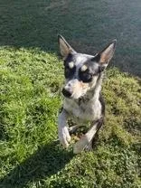 A young medium-sized female Tricolor (Brown, Black, & White) Australian Cattle Dog / Blue Heeler named Pinky for adoption in Circleville, OH