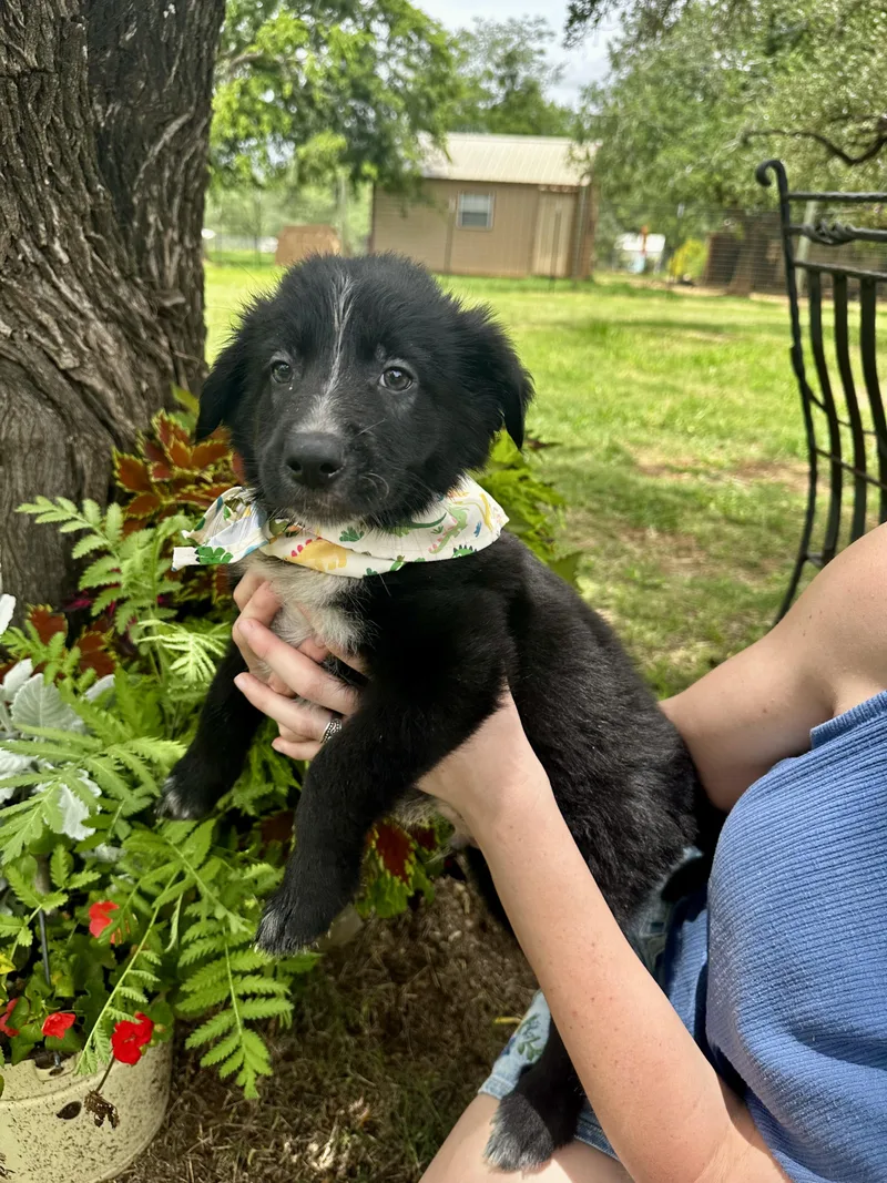 A young medium-sized male Black Schnauzer dog named Chewy for adoption in Seguin, TX