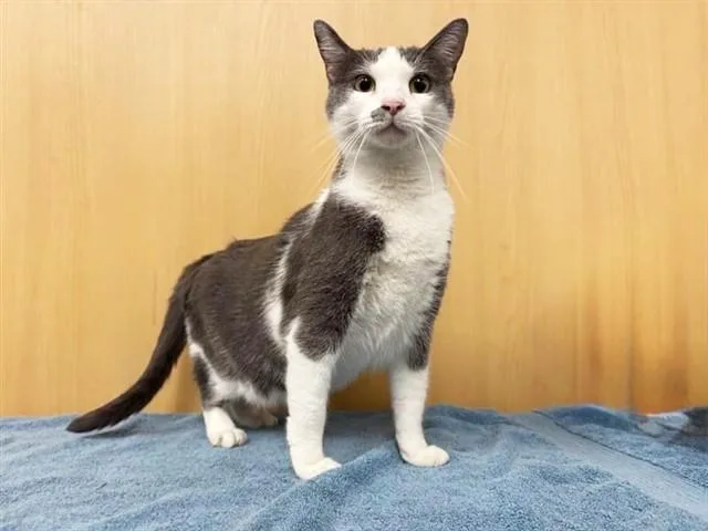 An adult large-sized female Domestic Short Hair cat named Princess for adoption in Saint Louis, MO