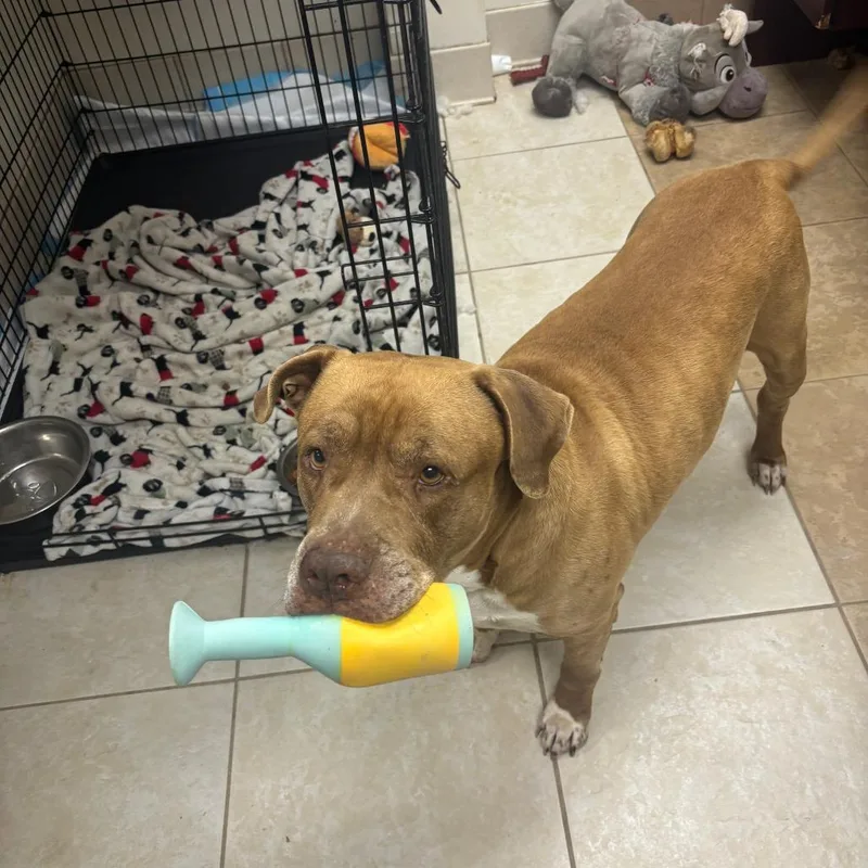 A senior large-sized male Yellow / Tan / Blond / Fawn Mixed Breed dog named Champ for adoption in Chattanooga, TN