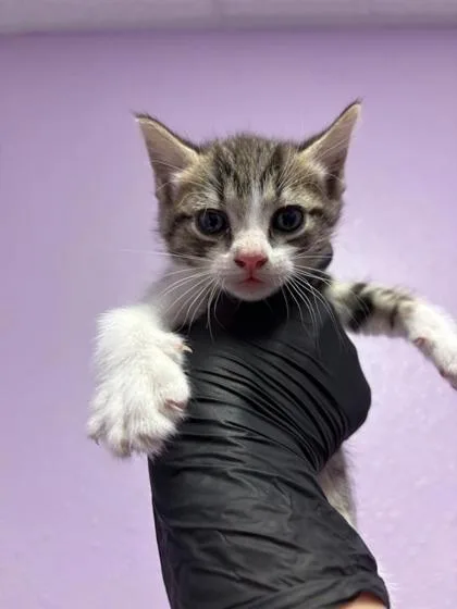 A baby small-sized female White Domestic Short Hair cat named Faith for adoption in El Paso, TX