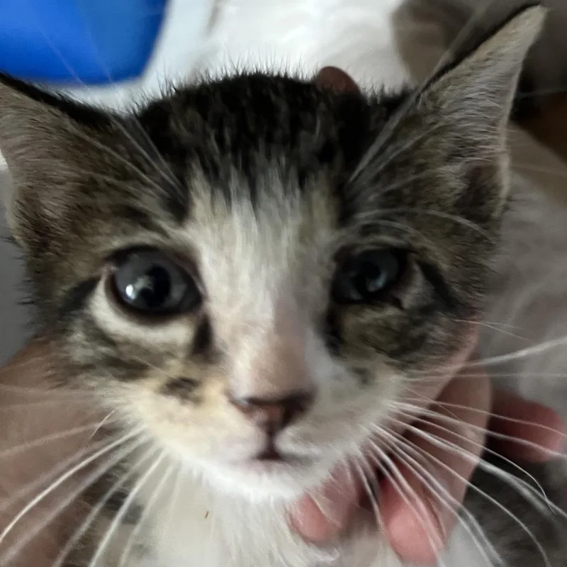 A baby small-sized male Gray / Blue / Silver Domestic Short Hair cat named Elsa for adoption in Sarasota, FL