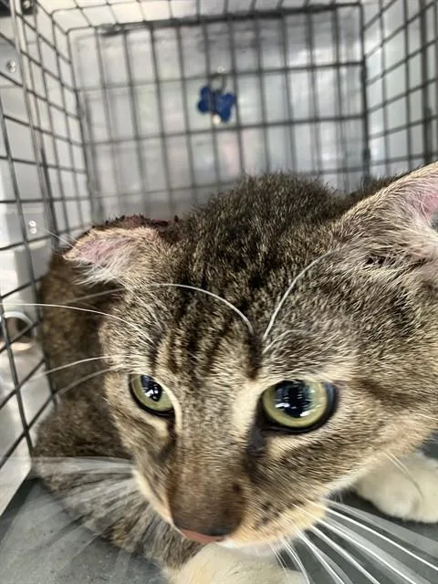 A young small-sized male Domestic Short Hair cat named Jerry for adoption in Dallas, TX