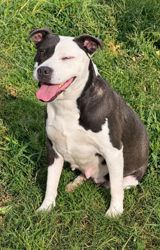 An adult large-sized female Pit Bull Terrier dog named Momita for adoption in Princeton, MA
