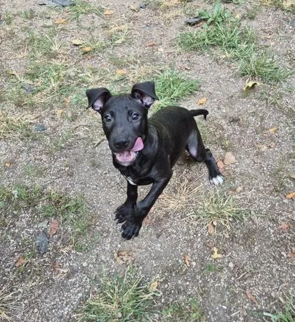 A baby medium-sized male Black Mixed Breed dog named Peeta for adoption in Lafayette, IN