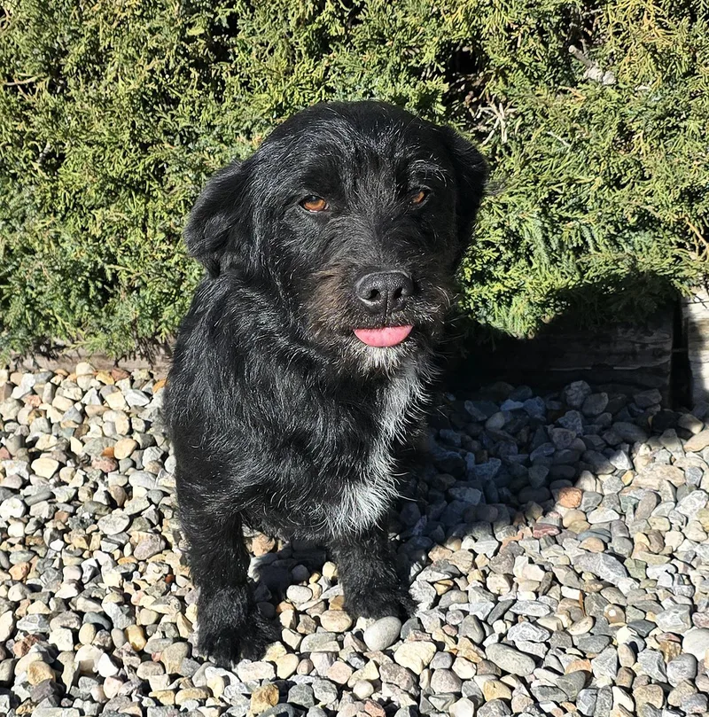 A young medium-sized male Black Schnauzer dog named Innocent Lil Mr Inky for adoption in Albuquerque, NM