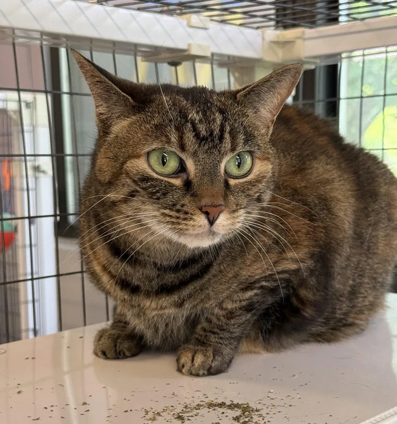 An adult small-sized female Domestic Short Hair cat named Dixie for adoption in Midland, VA
