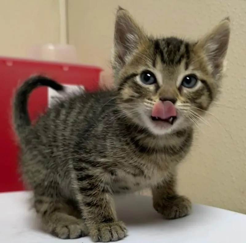 A baby medium-sized male Domestic Short Hair cat named McGriddle for adoption in Richland Hills, TX