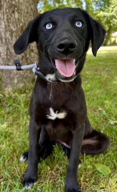 A baby medium-sized female Black Labradoodle dog named Pup Layla for adoption in Washington, DC