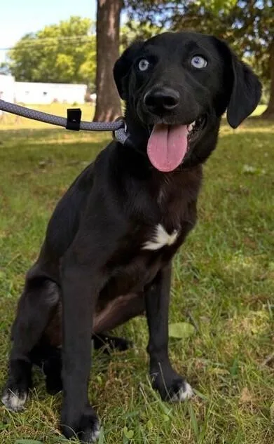 Pup Layla thumbnail 2