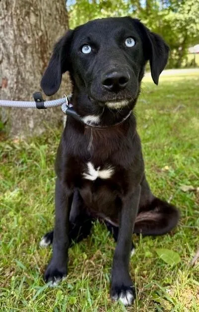 Pup Layla thumbnail 4