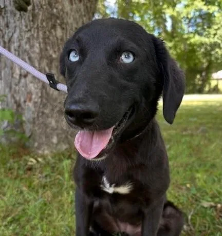 Pup Layla thumbnail 5