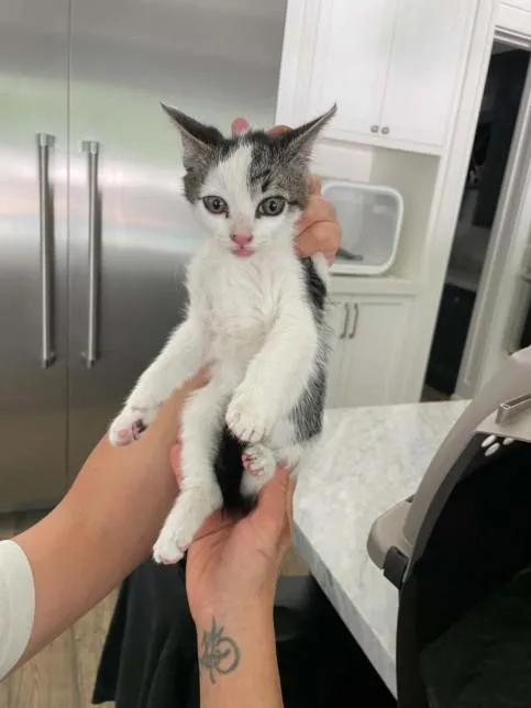 A baby medium-sized male Domestic Short Hair cat named Asia for adoption in Chatsworth, CA