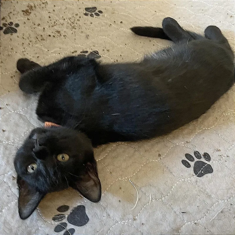 A baby small-sized female Black Domestic Short Hair cat named A Inky for adoption in Pleasant Hill, CA