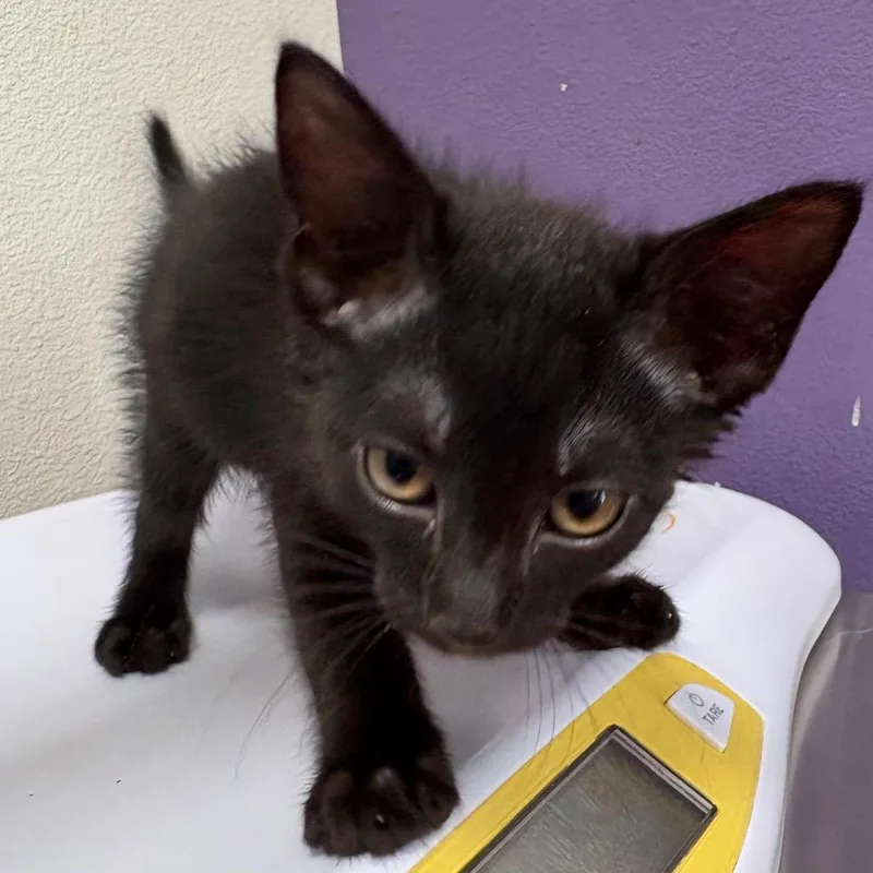 A baby small-sized male Domestic Short Hair cat named Pickles for adoption in Englewood, FL