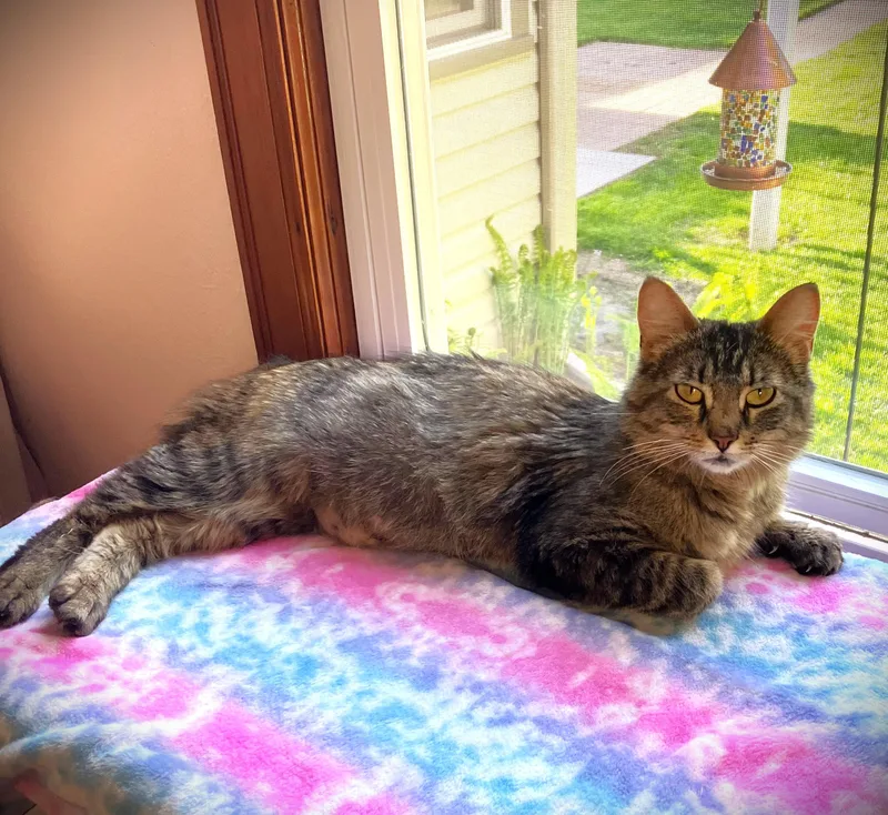A young medium-sized female Tabby (Brown / Chocolate) Domestic Medium Hair cat named Vada for adoption in Mankato, MN