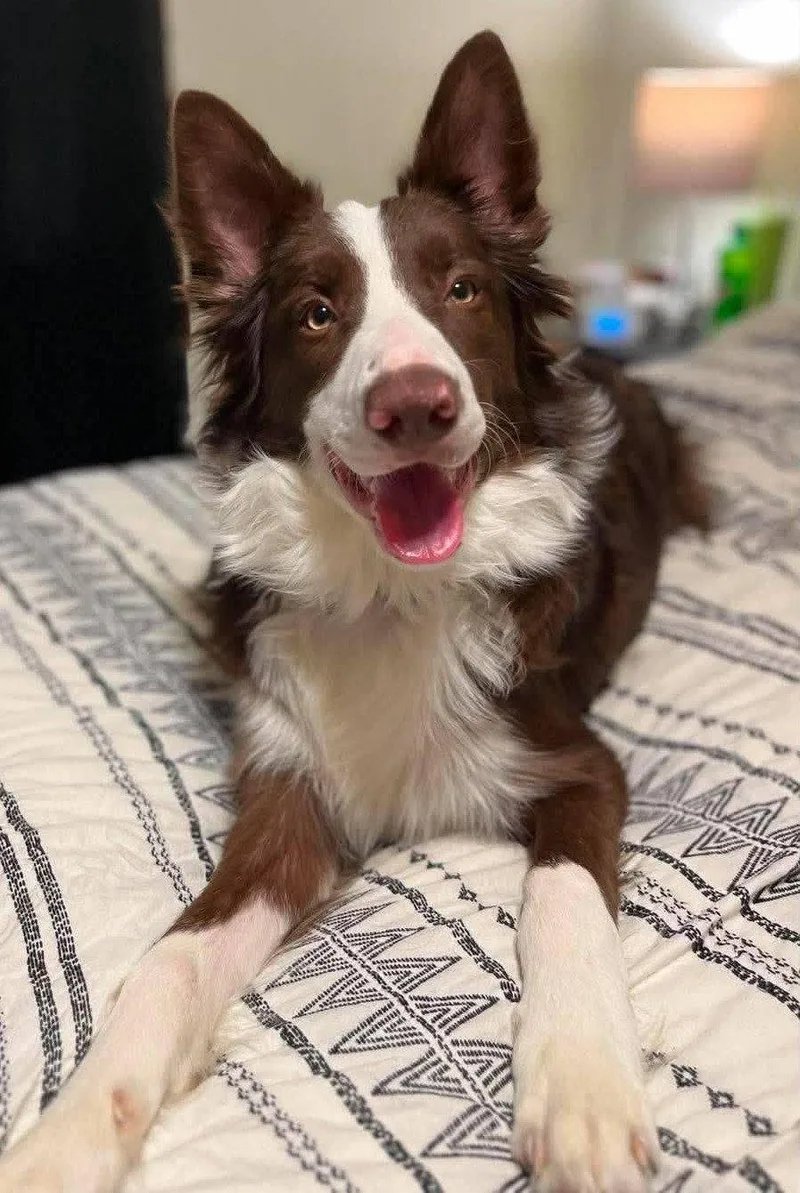 An adult medium-sized male Border Collie dog named Eddy for adoption in Berwick, PA