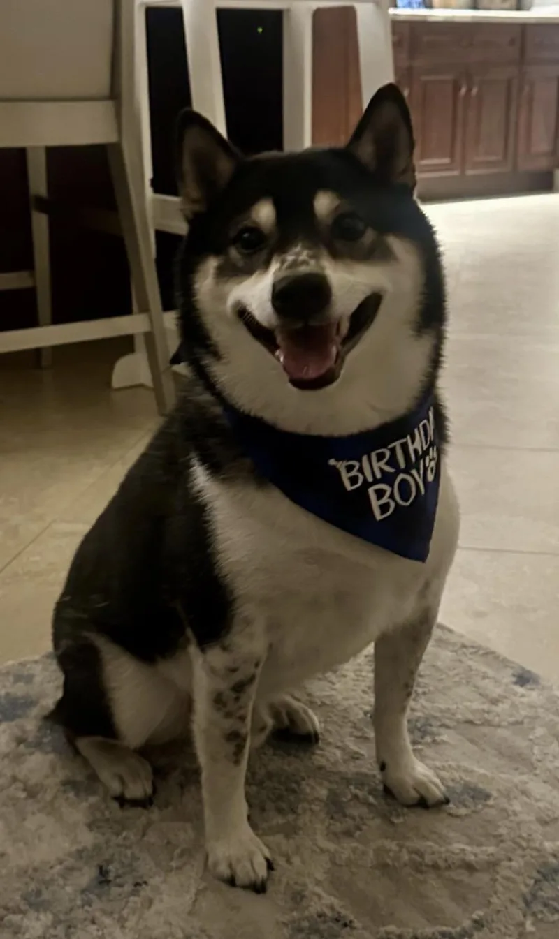 An adult medium-sized male Tricolor (Brown, Black, & White) Shiba Inu dog named Ziti for adoption in Plant City, FL