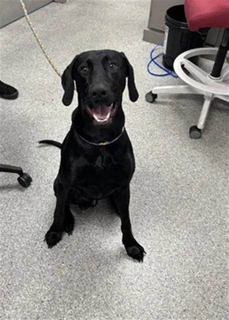 A young large-sized male Doberman Pinscher dog named Koa for adoption in Pasadena, TX