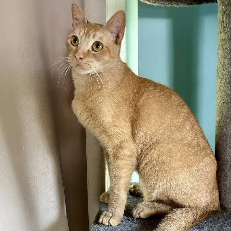 An adult medium-sized male Orange / Red Domestic Short Hair cat named Peabody for adoption in Largo, FL
