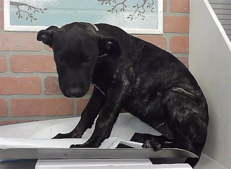 A baby small-sized female Staffordshire Bull Terrier dog named Carrie for adoption in Houston, TX