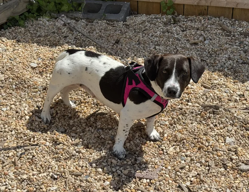 A young small-sized female White / Cream Hound dog named Annie for adoption in Ellicott City, MD