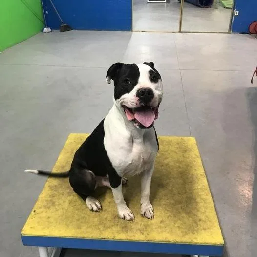 A senior large-sized male Black Pit Bull Terrier dog named Columbo A for adoption in Las Vegas, NV
