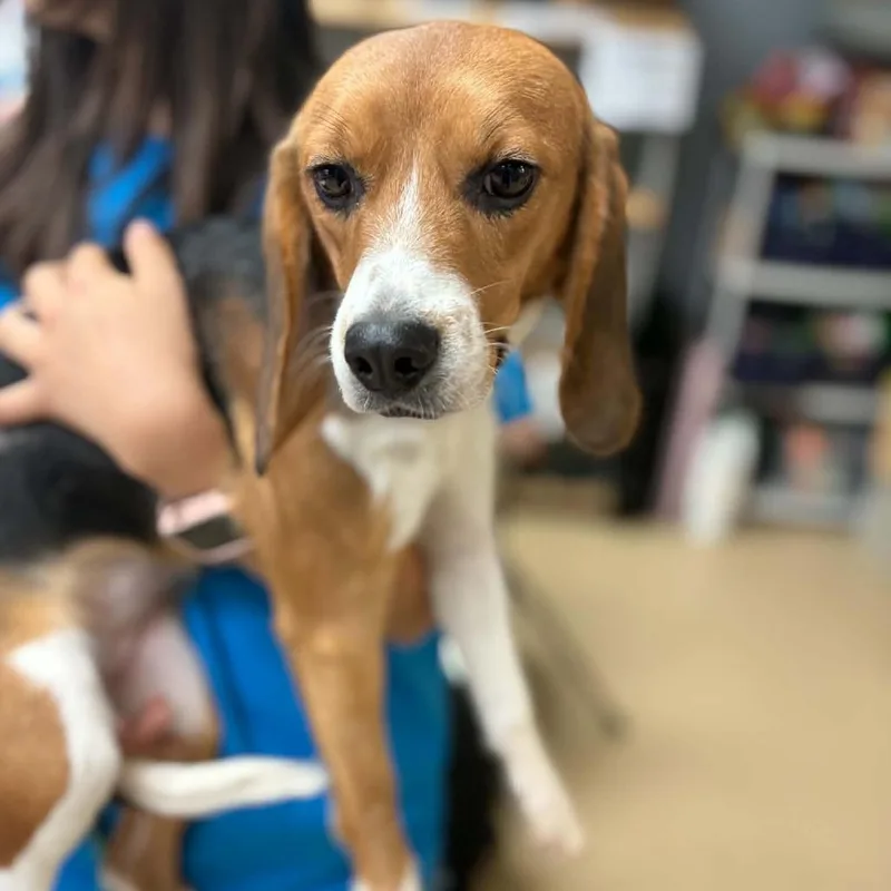 A young small-sized female Beagle dog named Sherbert  Chino Hills for adoption in Chino Hills, CA