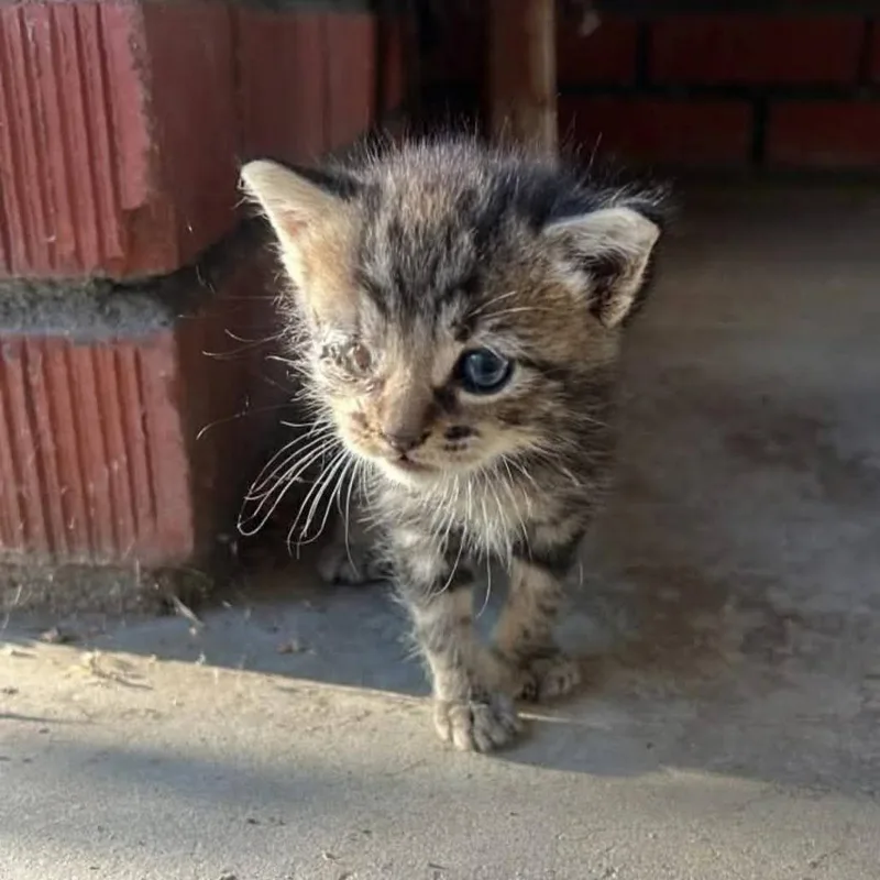 A baby small-sized male Brown / Chocolate Domestic Short Hair cat named Thoth for adoption in Hemet, CA